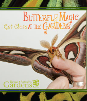 Tucson Botanical Gardens Magical Overnight Butterfly Package
