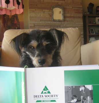 Harriette Houdini studying for her Delta Society test.