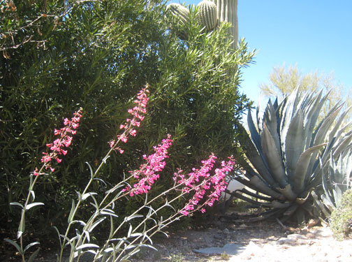 Spring Flowers blooming in the Arizona Desert