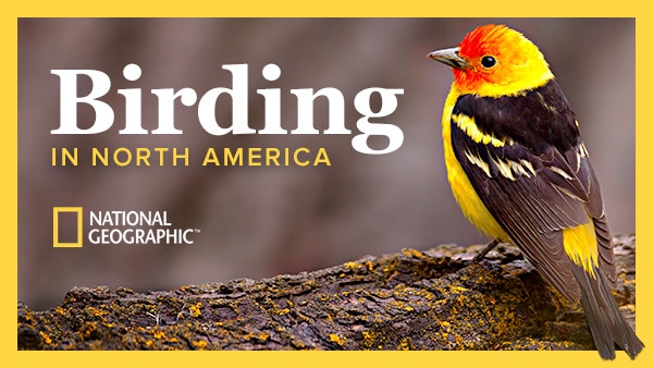 Birding 101 Virtual Workshop