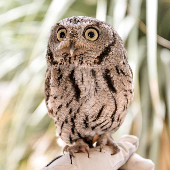 Birds of Tohono Chul Nature Walks 