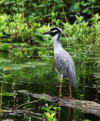 Private Group Tours - Houston Arboretum