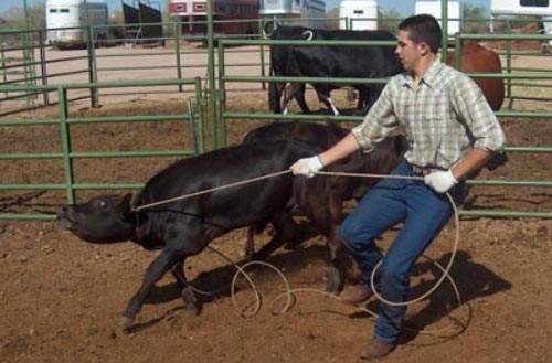 Get on your cowboy boots and get dirty at the AZ Cowboy College.