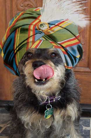 harriette the dog magician wearing swami hat
